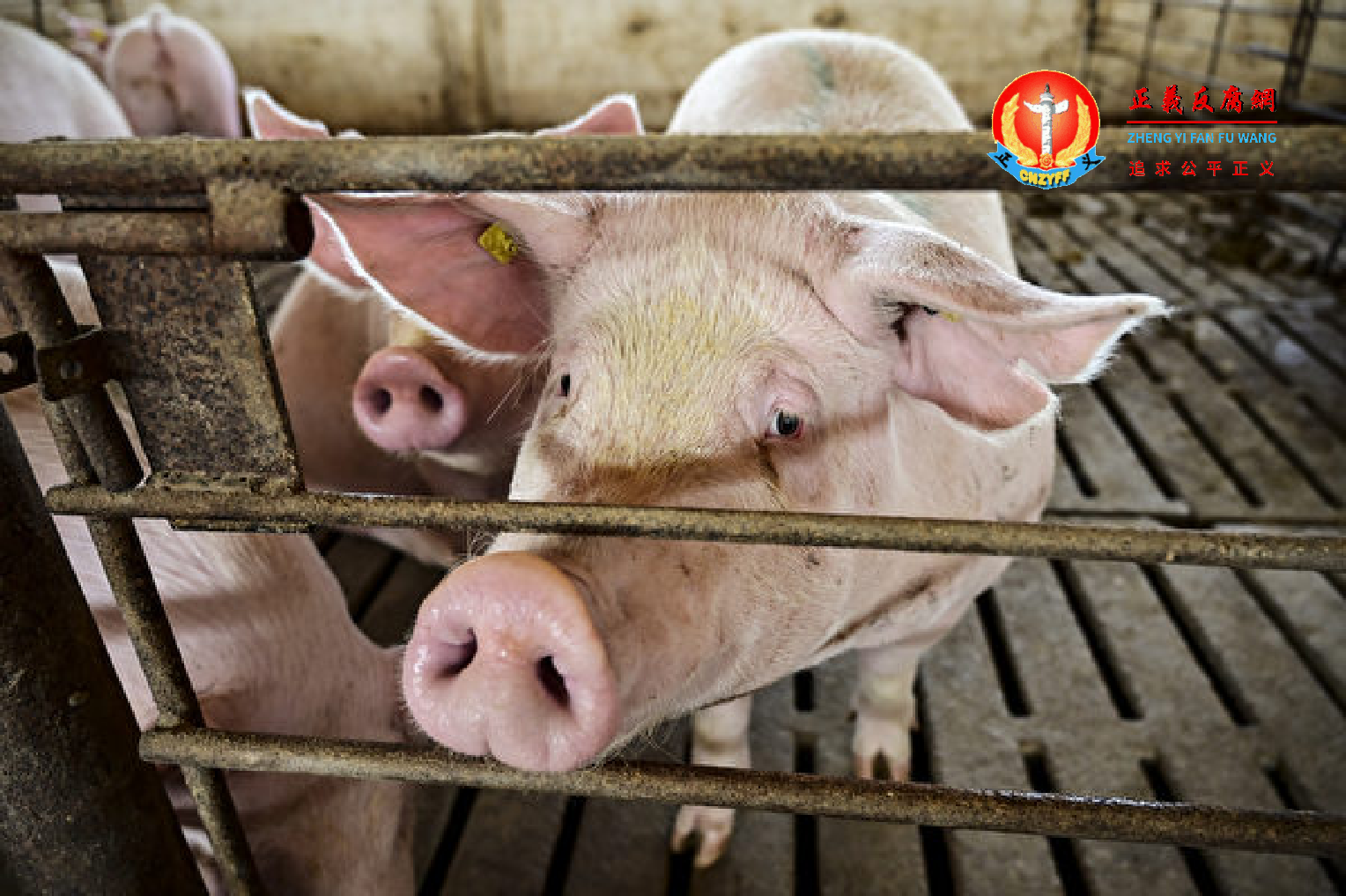 猪场示意图.png 猪场示意图.png