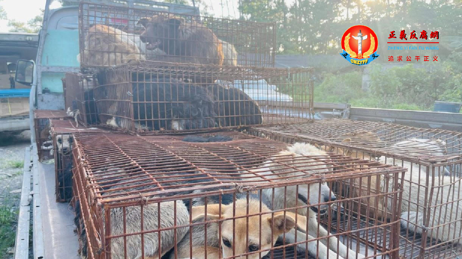 这些狗被塞在铁笼里动弹不得,长途跋涉来到玉林,大多伤痕累累。.png 这些狗被塞在铁笼里动弹不得,长途跋涉来到玉林,大多伤痕累累。.png