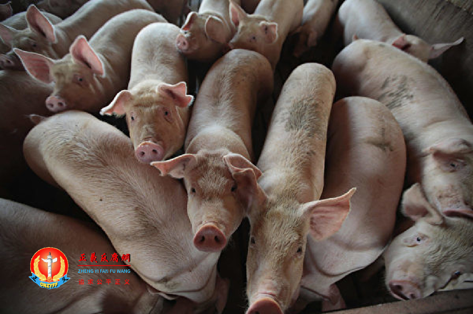 生猪出栏价同比下跌60% 。.png 生猪出栏价同比下跌60% 。.png