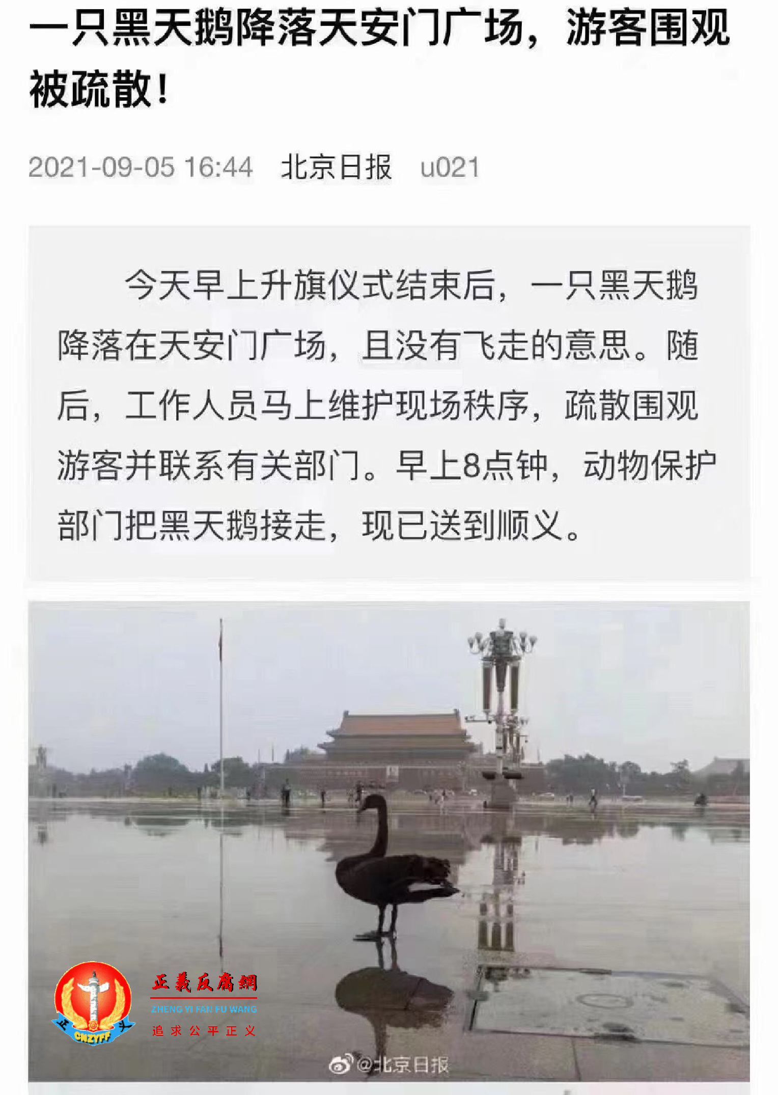 黑天鹅从附近公园飞入天安门广场.png 黑天鹅从附近公园飞入天安门广场.png