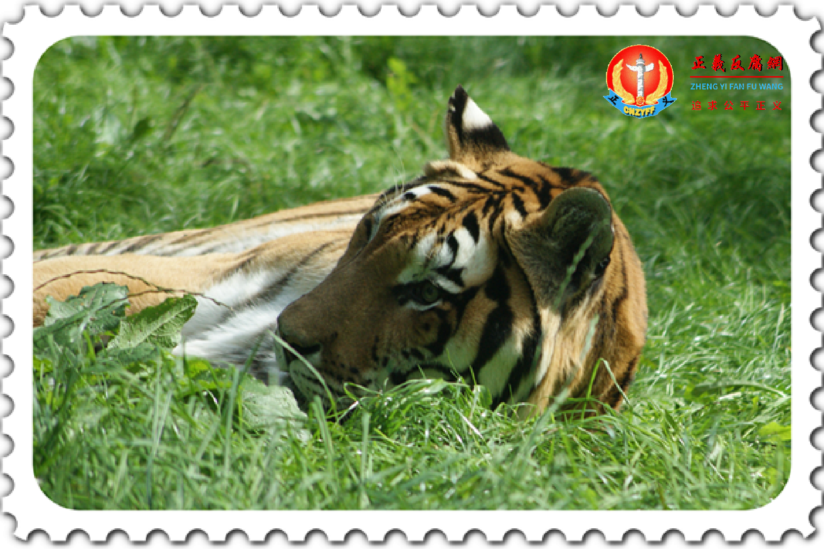 虎年生肖邮票。资料图,与本文无关。.png 虎年生肖邮票。资料图,与本文无关。.png