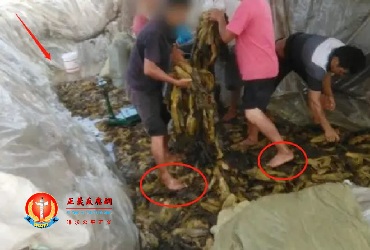 网友指老坛酸菜事件可能去年夏天就已曝光“光脚踩”,央视一直压着不报。 .png 网友指老坛酸菜事件可能去年夏天就已曝光“光脚踩”,央视一直压着不报。 .png