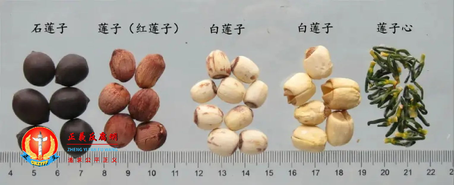 图为莲子。.png 图为莲子。.png