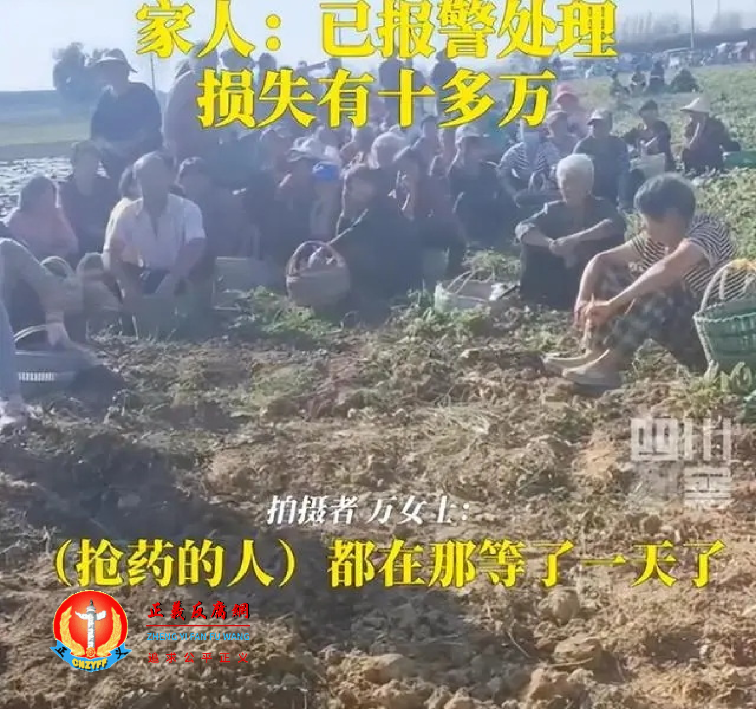 2023年10月31日,河南周口承包户正在收割药材,遭到100多名村民哄抢,抢药材人正在等待警方处理。.png 2023年10月31日,河南周口承包户正在收割药材,遭到100多名村民哄抢,抢药材人正在等待警方处理。.png