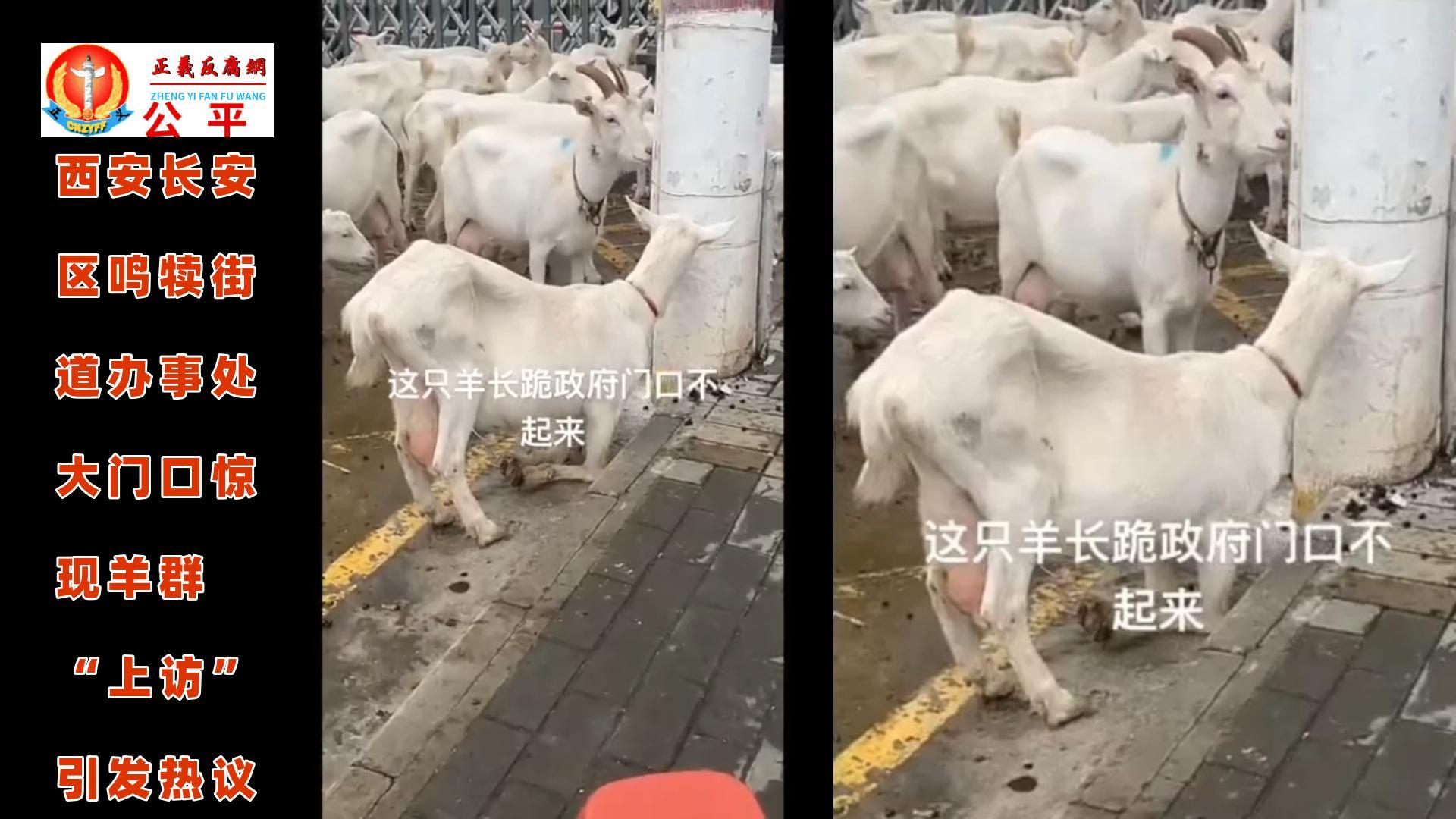 2025年10月19日，陕西西安市长安区鸣犊街道办的大门口被一群羊围堵，而且还有一只羊做出前腿下跪的姿势，被网友笑称“下跪上访”。.jpg
