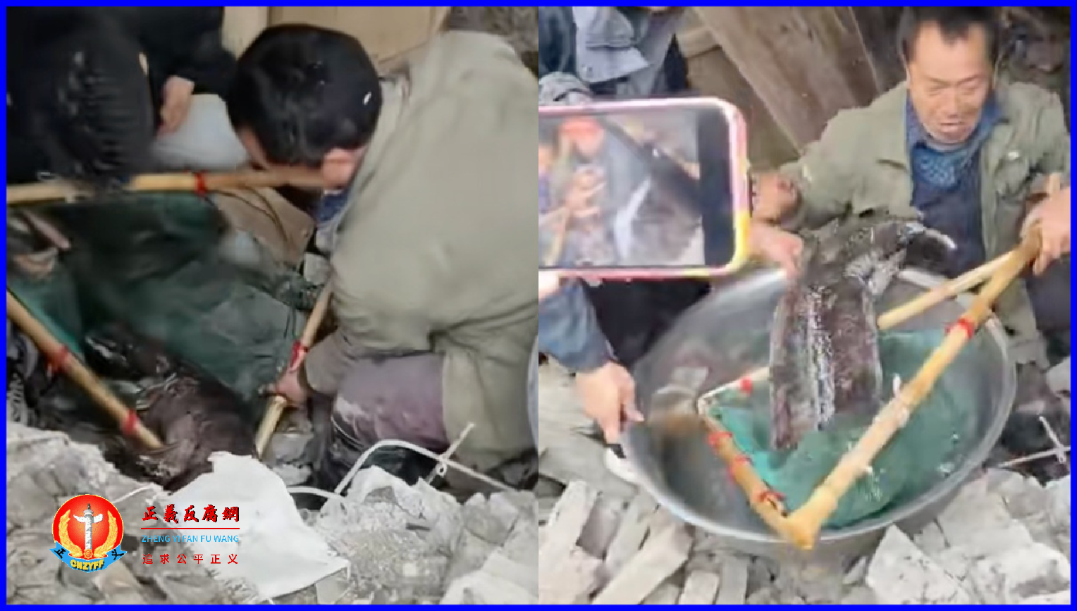 微视频｜湖南吉首一村民老房拆迁 意外挖出40斤重娃娃鱼